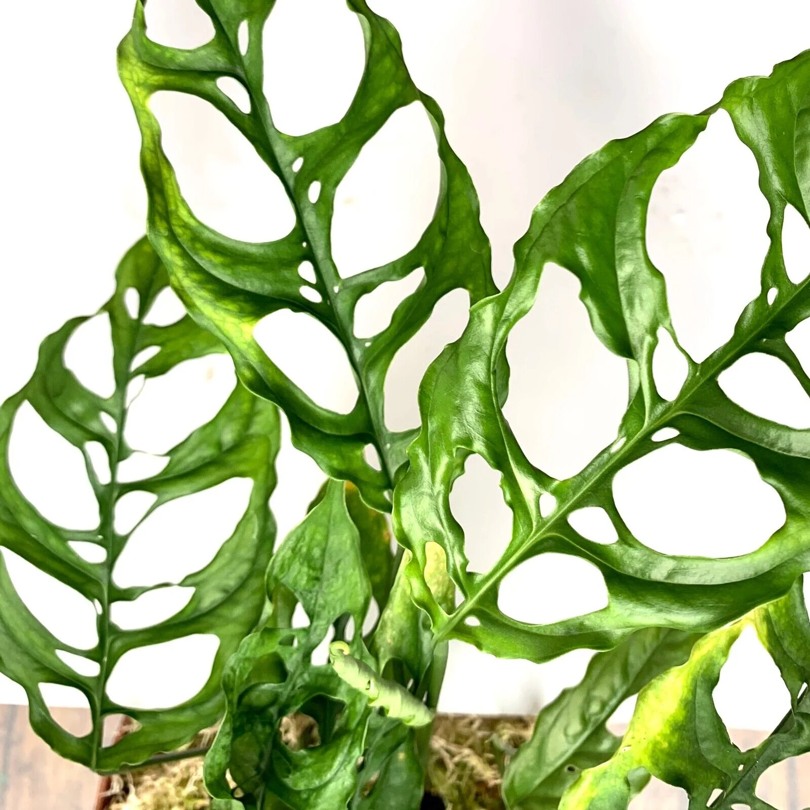 monstera house Monstera Deliciosa: Popular Live Plant - (6” Pot) – Easy Plant Care - Low  Maintenance House Plant for Home main image 1